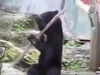 Kung Fu Bear.