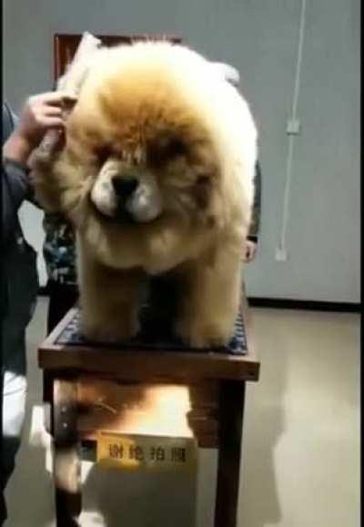 Tibetan Mastiff takes 