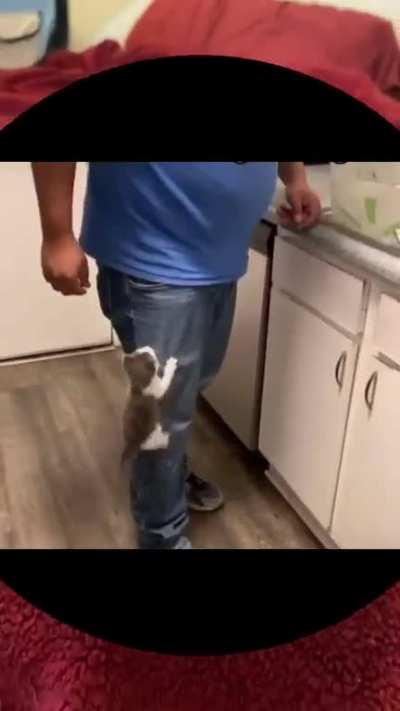 gatitos para descansar 