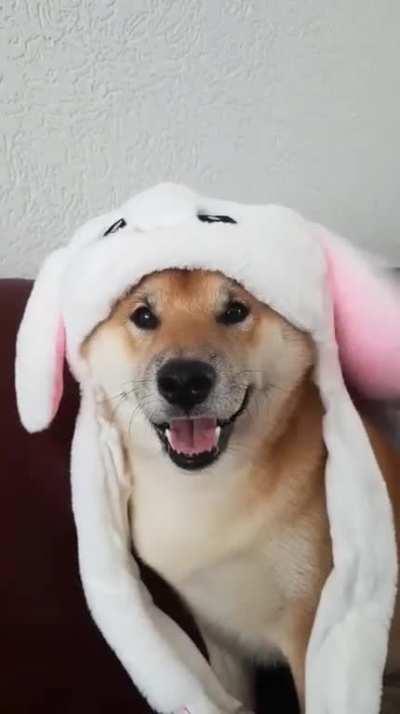 Funny little shiba video i found of my old shiba