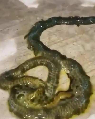 What is this thing??