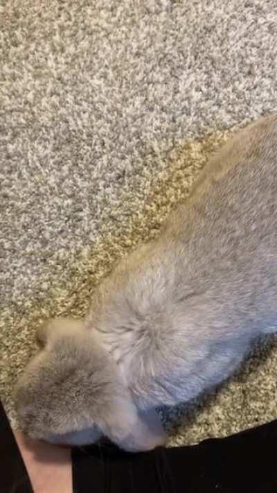 Free Roaming Soma. She Seems Pretty Content 🥰