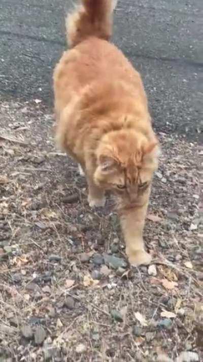 Meowing up a storm before I can even get in the house