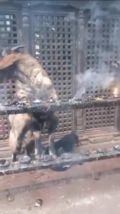 Sacred goat inhales and exhales smoke in Nepal