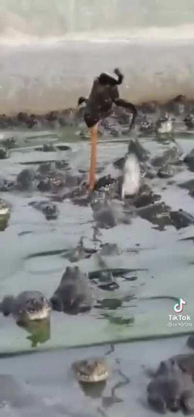 Frog is stuck on stick while other frogs try to help him.