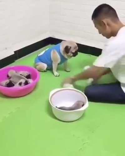 Don’t touch my pups! I won them