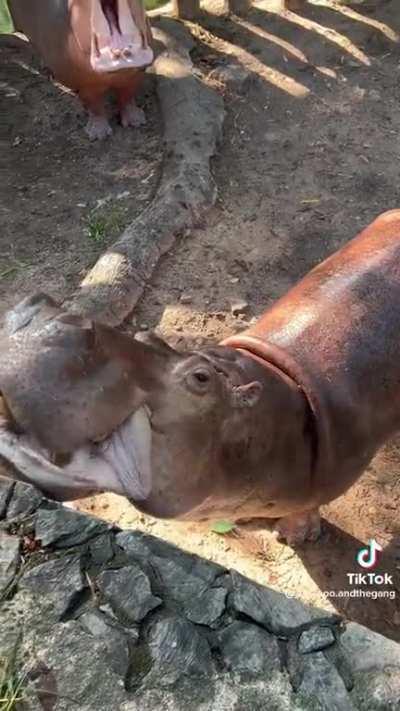 This Leech Unit and 2 hungry hippos