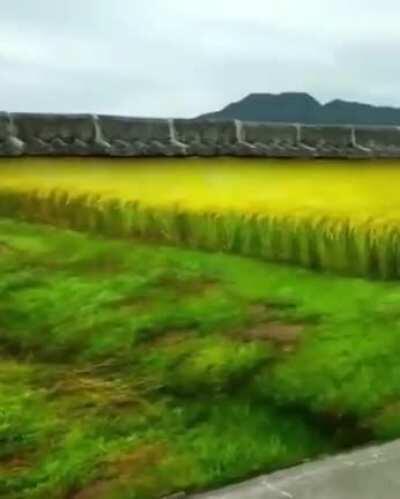 The most impressive thing I have seen in a while