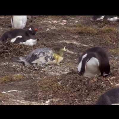 Penguin diarrhea in yo FACE!