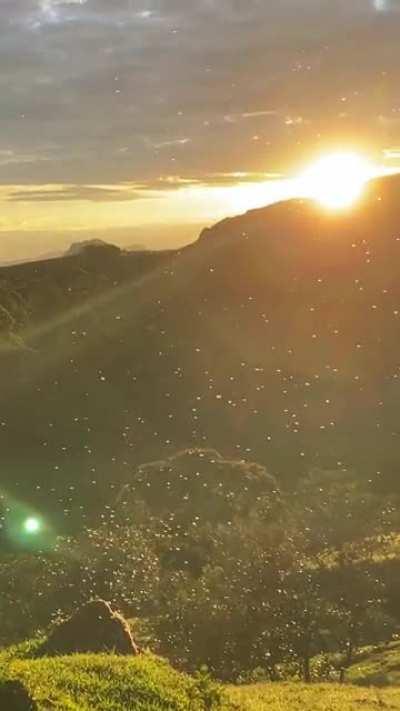 No sul de Minas chamamos de aleluia