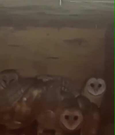 There was a weird sound in my cottage... I went to see and: