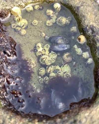 Planet tidepool