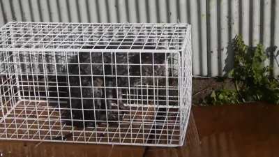 Makoto Oya Cat Video (don't watch if you cannot bear with it)