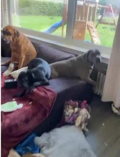 The tail gives it away...