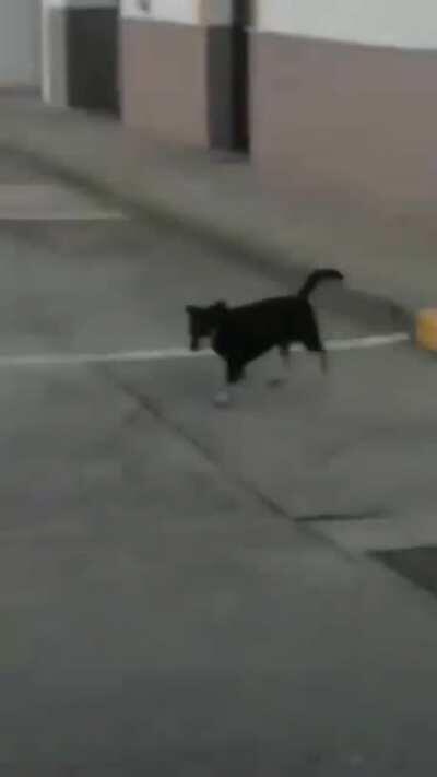 He seems please with himself