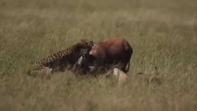 A coalition of cheetahs bring down a Topi.
