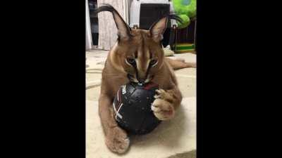 Floppa Collection with cool music in the background  