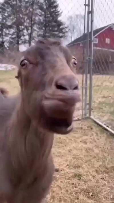 El que la tiene chiquita y lo único que le queda es la lengua 👅👅