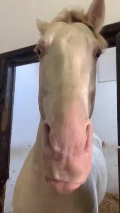 Beautiful horse