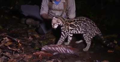 A curious ocelot checking out a crab