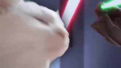 From @ catvibesto on Twitter