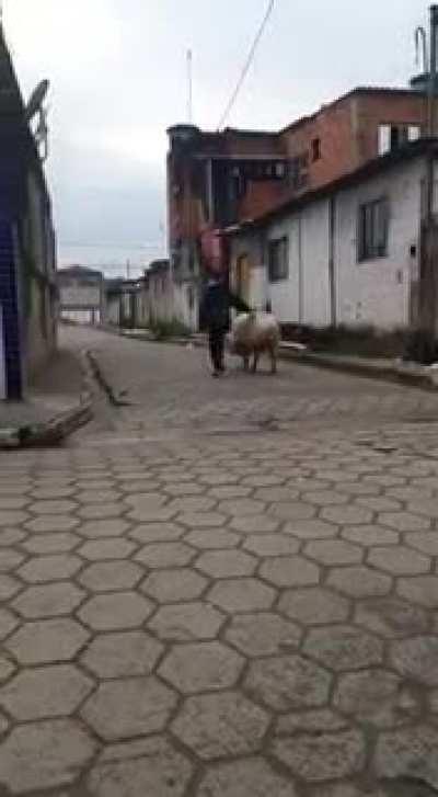 quem precisa de uma moto quando se tem um porco 🐖