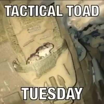 It's tactical toad Tuesday