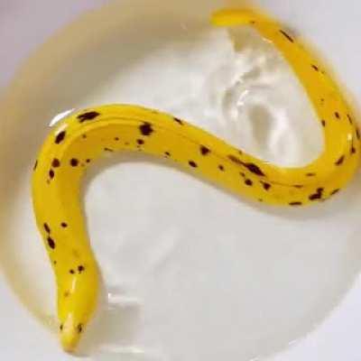 Banana eel. Enough said
