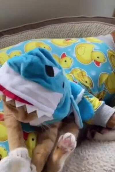 Surprise shark attack