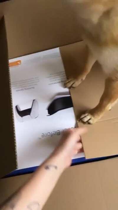 She helped me to open it at first but then she realised what it was and with all her power she tried to keep the box shut because a PS5 means less attention for her.