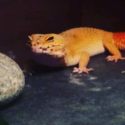 Kioko yawns then smiles after pleased with her tile splooting spot!