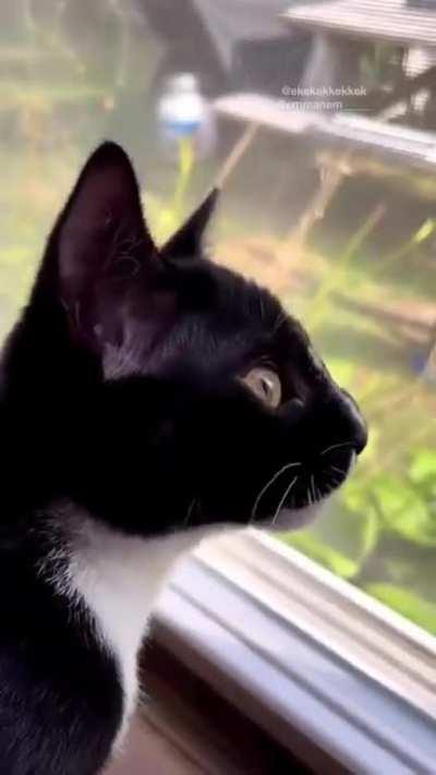 A cat who speaks Morse code