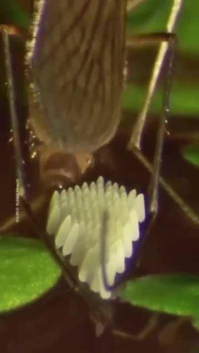 Mosquito laying Eggs _Another mosquito Army_Fast Recruiting,😂