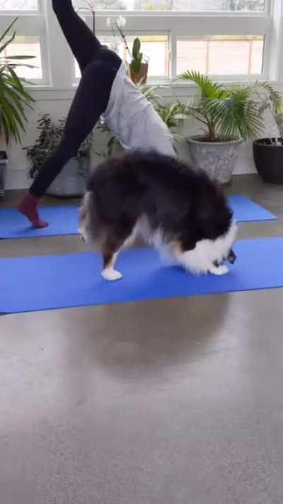 Cute yoga partner <3