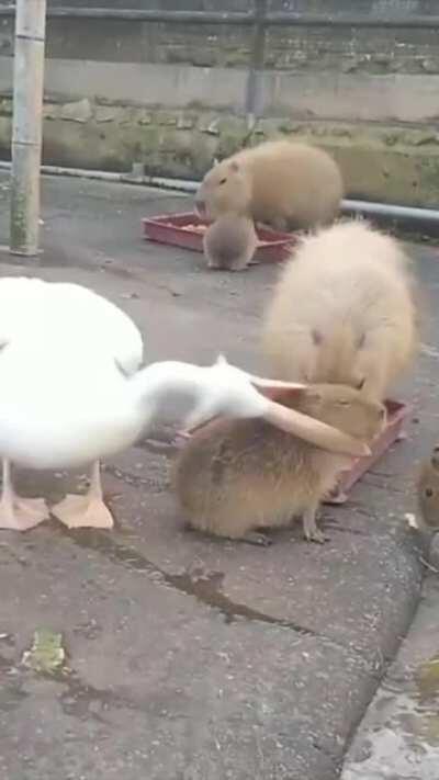 To eat a capybara