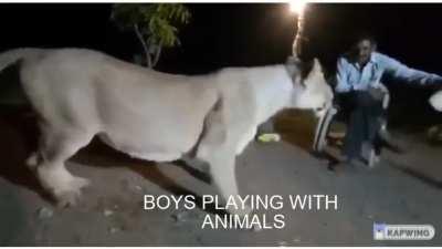 playing with animals