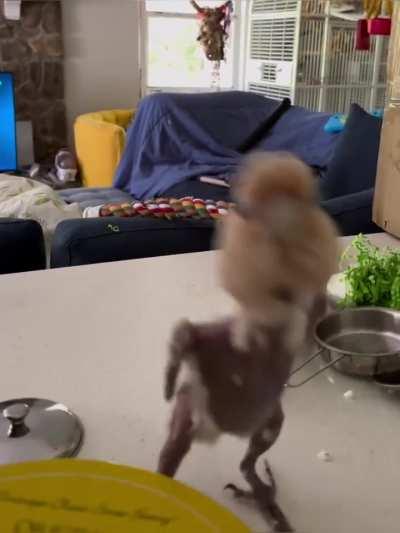 Now you have seen how a shaved parrot dances