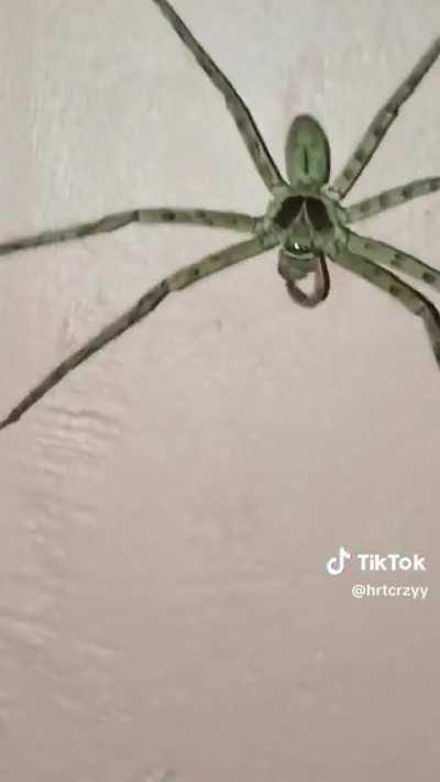 pati gagamba nag genggeng