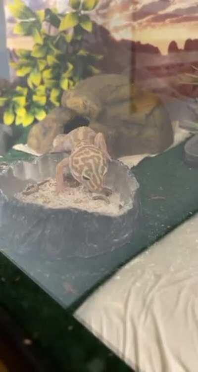 My good boy Robert eating his worms!! ❤️🦎