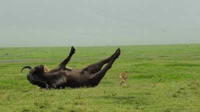 Lion takes down cape buffalo