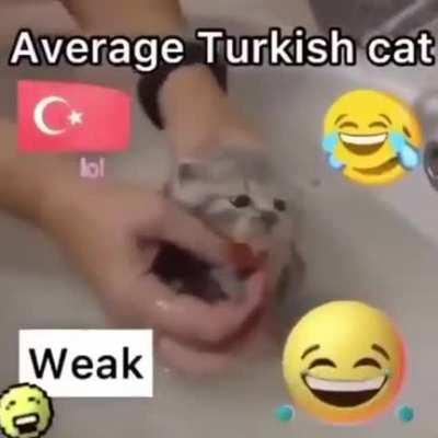 armenian cat 👍