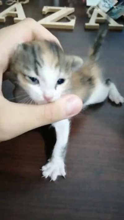 It won't stop meowing, I've fed it kittens milk, cleaned it's eyes, put it in a warm blanket, and made it pee, and it still won't stop meowing and always trying to leave the box, someone tell me what to do please.