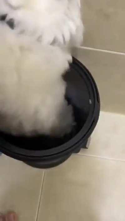 Trash cat wants to be left alone