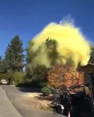 Pollen coming off a falling Pine tree