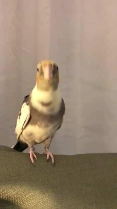 Dancing, barking, and singing