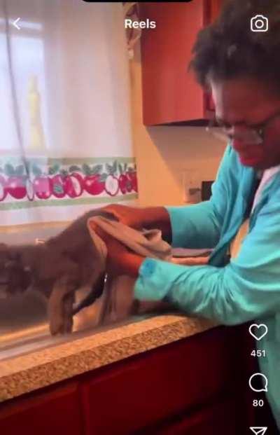 Trying to bathe a cat