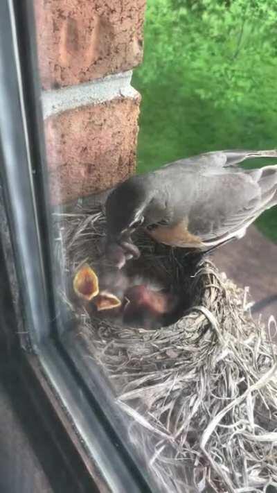 🔥 Feeding time for these 3 day old robins. It’s been so cool watching them up close!