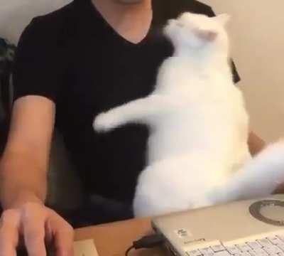 your main job is to stroke me