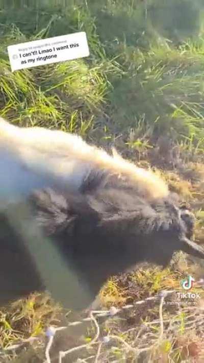 Sounds like a frightened Jerry Seinfeld lol