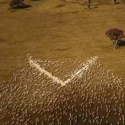 Australian farmer pays tribute to his fav aunt after missing her funeral due to lockdown